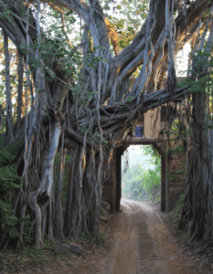 Ranthambore National Park