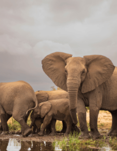 Gir National Park