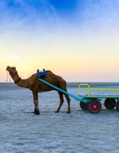 Rann of Kutch 