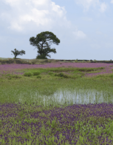 Kaas Plateau