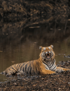 Tadoba Andhari Tiger Reserve